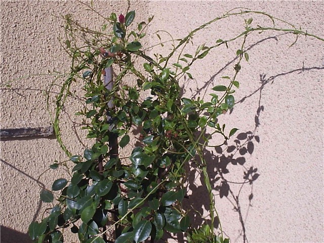 mandevila